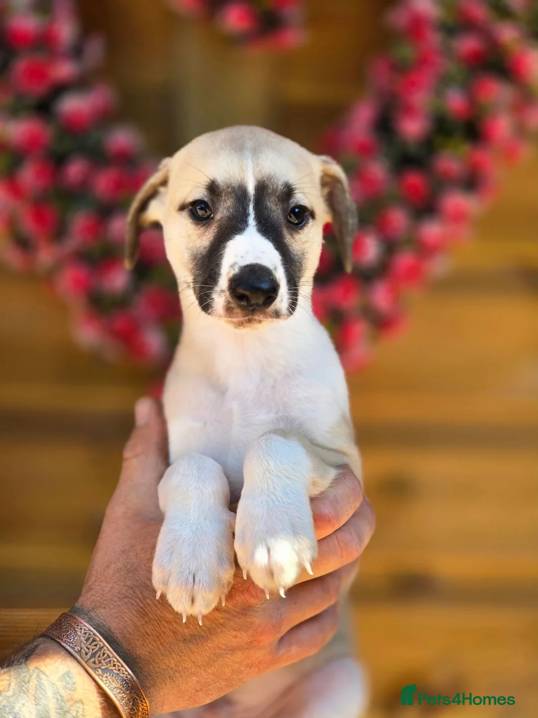 Whippet dogs for sale: Kc reg whippet litter - Advert 1