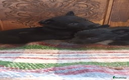 Scottish Terrier dogs for sale: Kc registered scottish terrier pups  - Image 9