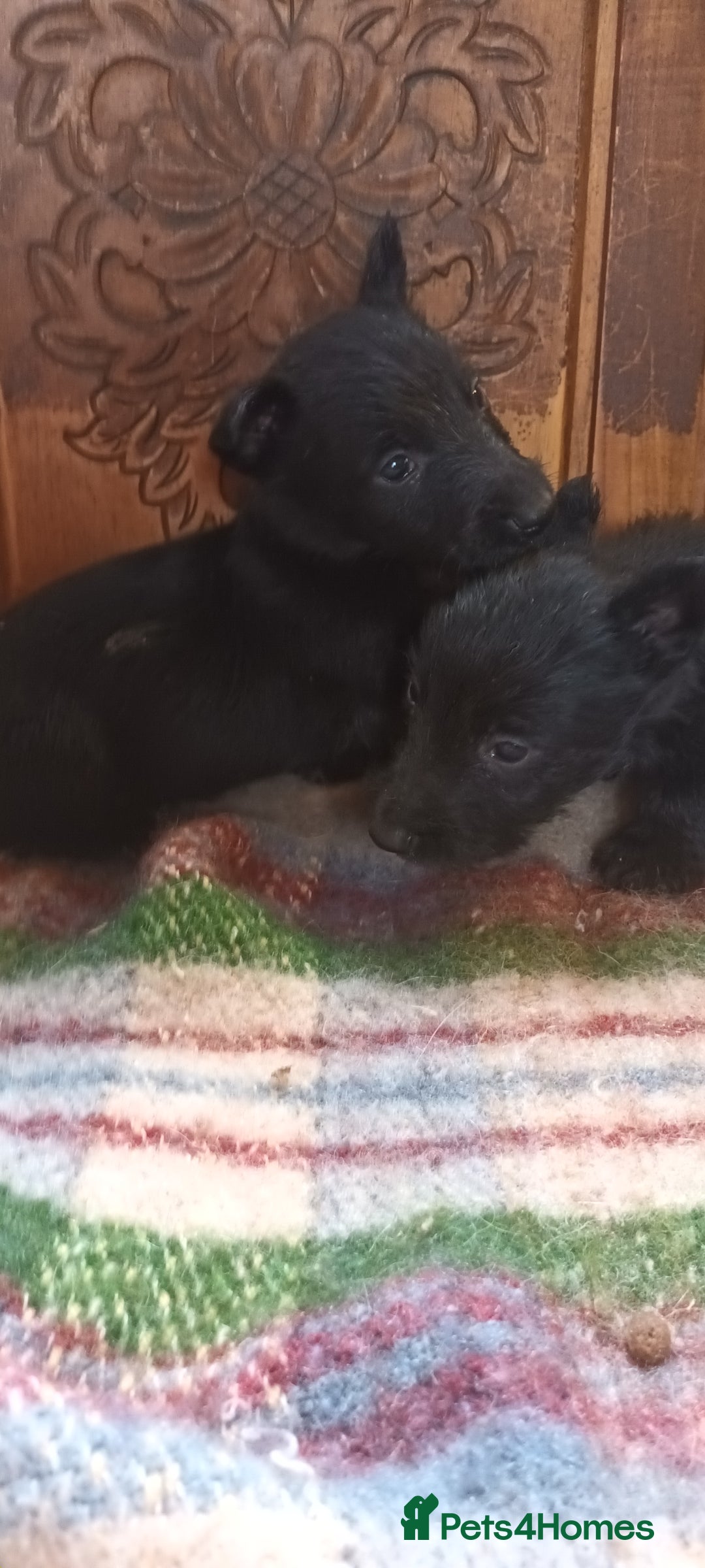 Scottish Terrier dogs for sale: Kc registered scottish terrier pups  - Image 9