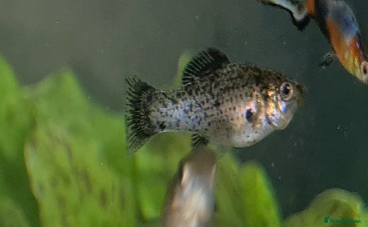 Mollies fish - Advert 1