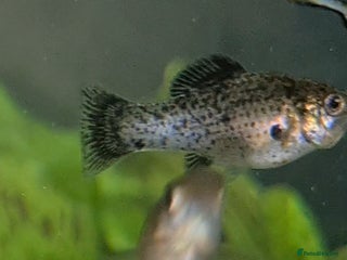 Mollies fish - Advert 1