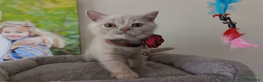 Red collar tortie girl