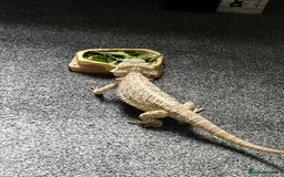 Bearded Dragon reptiles for sale: Bearded dragon  - Image 11