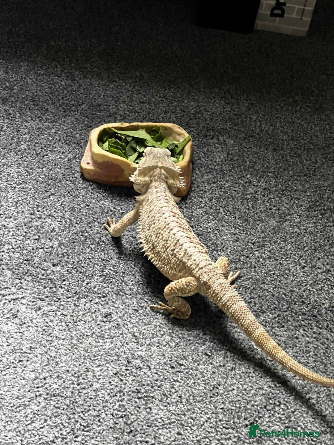 Bearded Dragon reptiles for sale: Bearded dragon  - Image 11