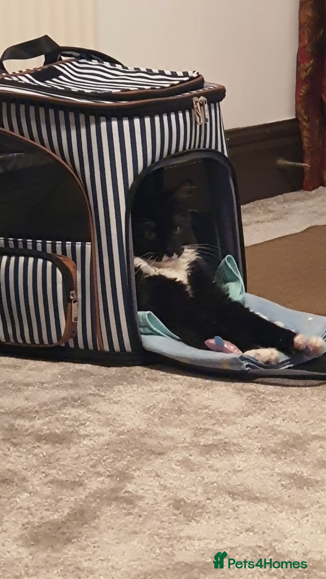 Maine Coon cats for sale: Big Maine Coon Kitten  - Advert 1