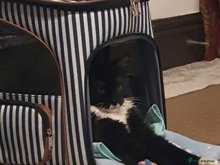 Maine Coon cats Big Maine Coon Kitten - Advert 1