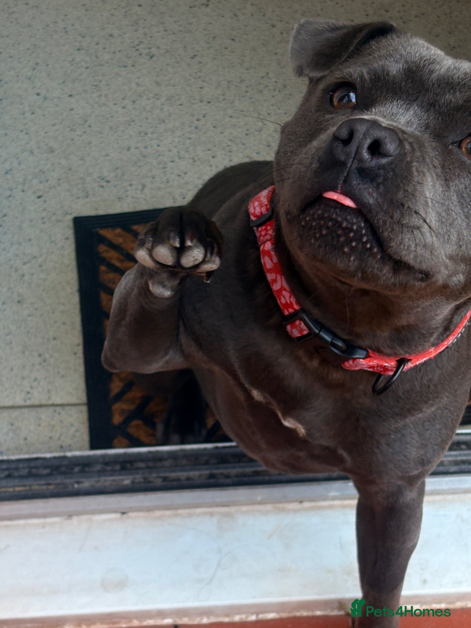 Staffordshire Bull Terrier dogs for sale: Judy the most loveable staffy 🩷🫧 - Advert 6