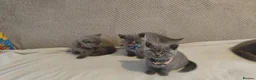 British Shorthair cats for sale: Beautiful British Shorthair Kittens – GCCF Reg in London - Advert 5