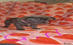 Frug dogs for sale: 6 beautiful frug puppies.  - Image 25