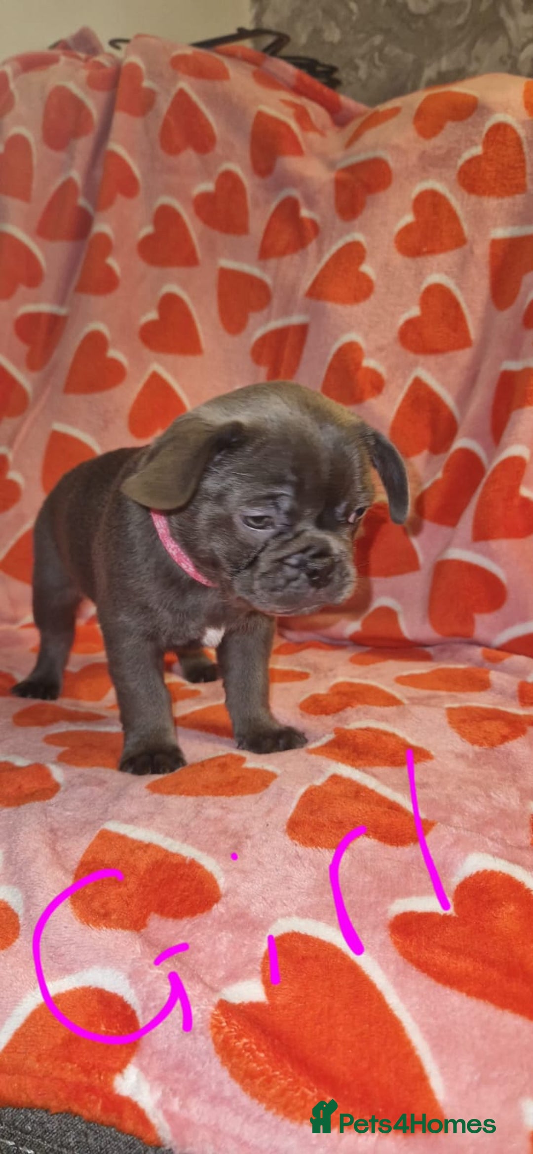 Frug dogs for sale: 6 beautiful frug puppies.  - Image 25