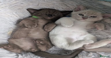 Burmese cats - Advert 4