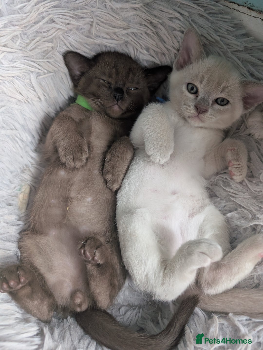 Burmese cats for sale: 5 bouncing beautiful Burmese boys - Image 2