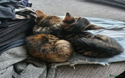 Mixed Breed cats for sale: 2 Tabby kittens  - Image 2