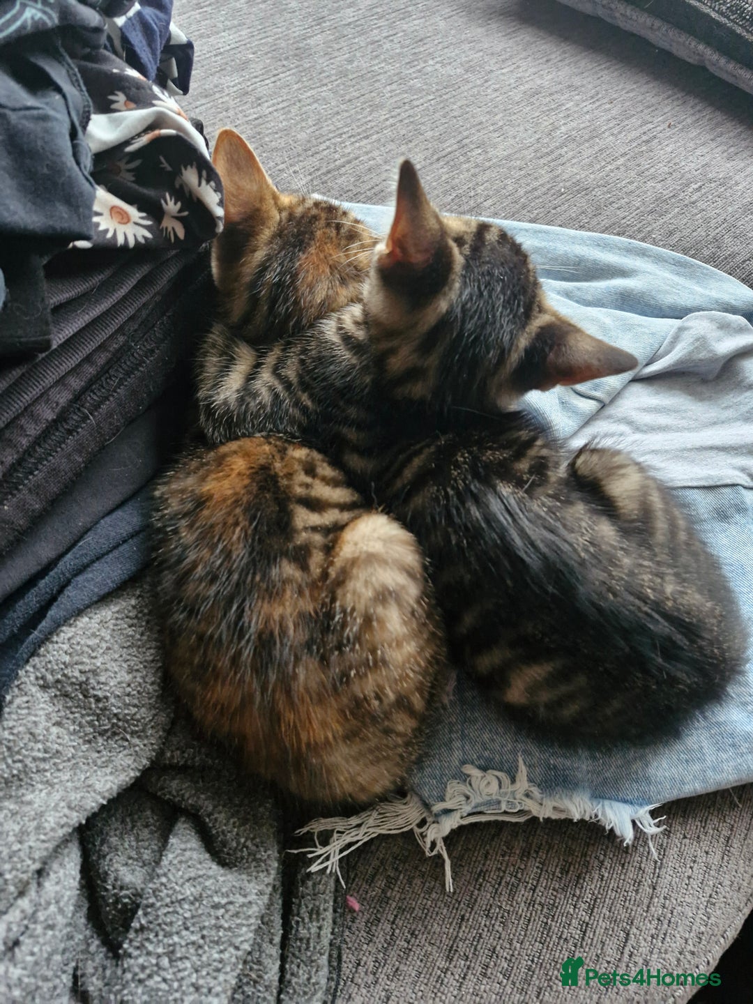 Mixed Breed cats for sale: 2 Tabby kittens  - Image 2