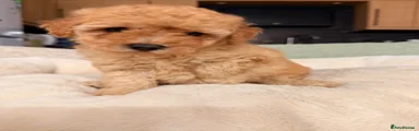 Poochon 2