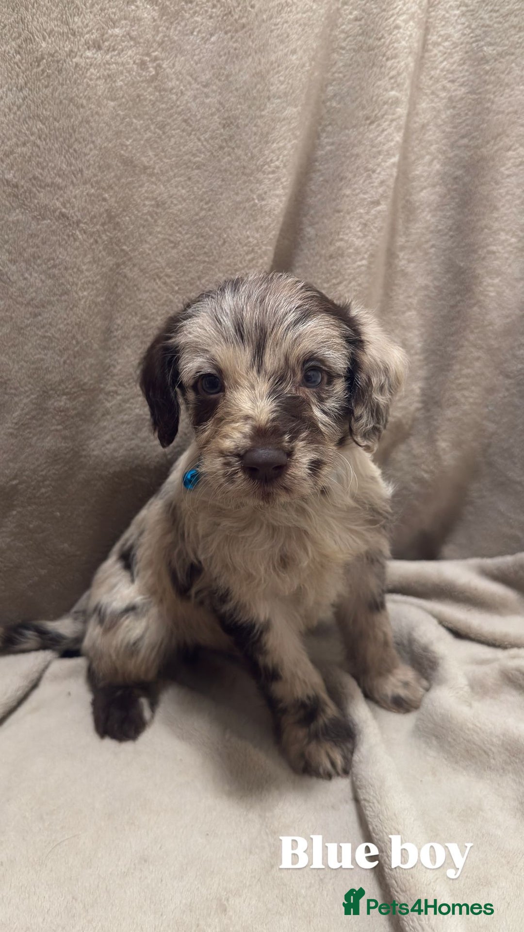 Labradoodle dogs for sale: Labradoodle Puppies (Miniature)  - Advert 2