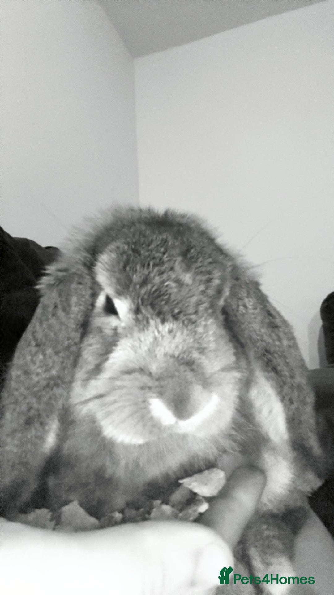 Mini Lop rabbits Male mini lop ear available  - Advert 1