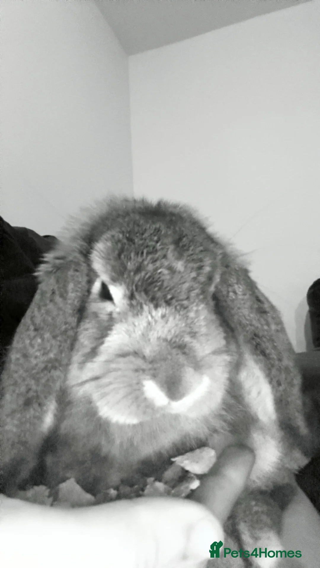 Mini Lop rabbits for sale: Male mini lop ear available  - Advert 1