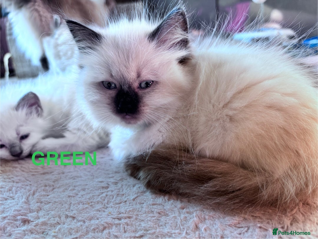 Ragdoll cats for sale: 5 Stunning Ragdoll Kittens  - Image 10
