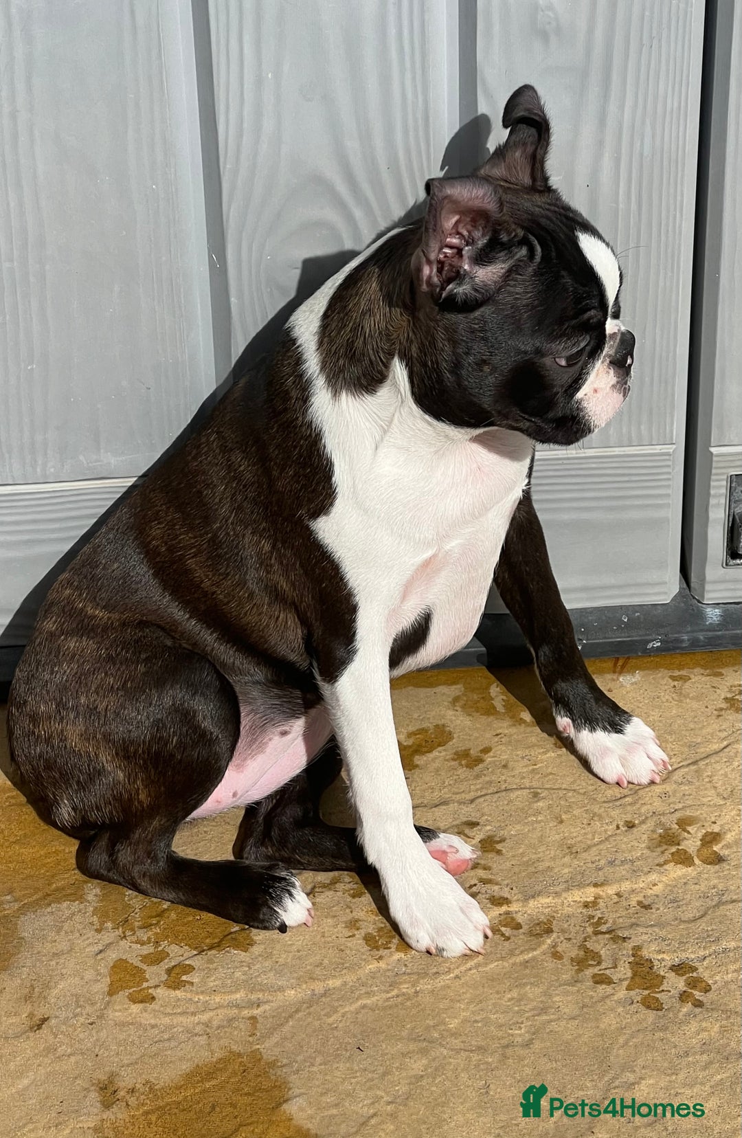 Boston Terrier dogs for sale: Female Boston Terrier - Image 8