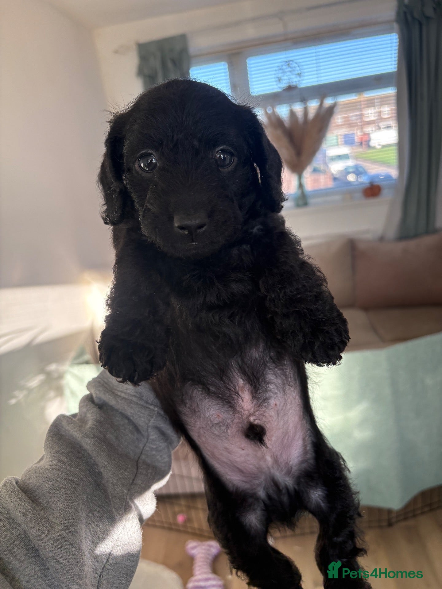 Doxiepoo dogs for sale: Doxiepoo - Advert 2