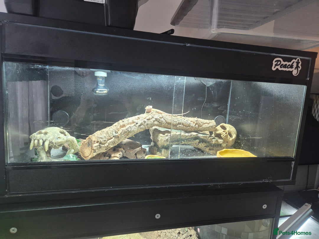 Bearded Dragon reptiles for sale: Baby bearded dragon  - Image 4