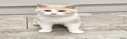 British Shorthair cats for sale: Gorgeous loving purr machines available now  - Advert 8