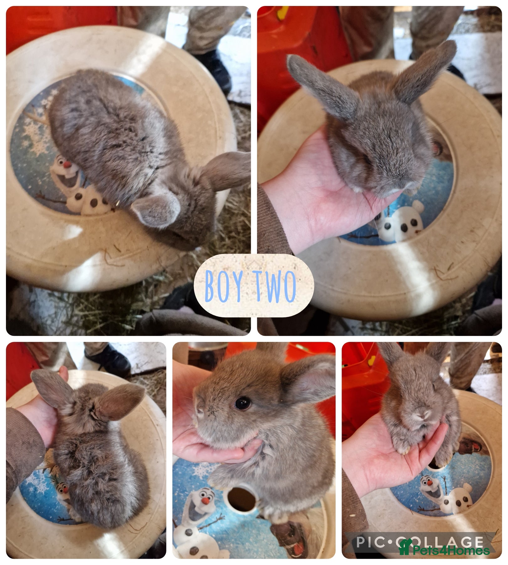 Mini Lion Lop rabbits beautiful mini lion lop x lionhead  - Advert 17