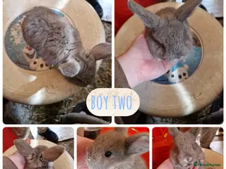 Mini Lion Lop rabbits beautiful mini lion lop x lionhead - Advert 17