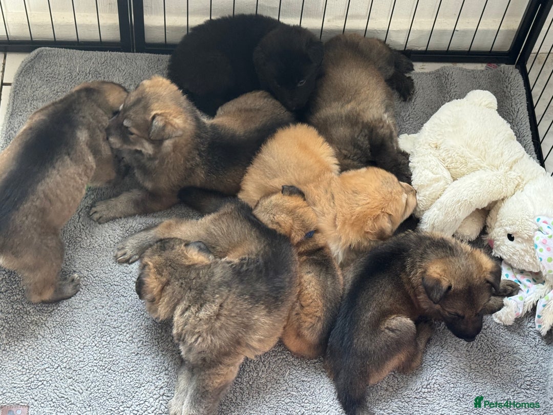 German Shepherd dogs for sale: German Shepherd Puppies  - Image 1