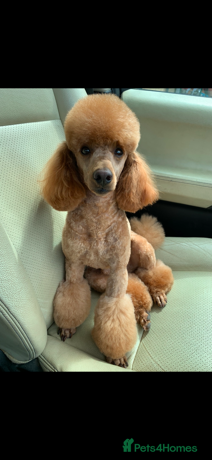 Miniature Poodle dogs Miniature Poodle for stud in Barnstaple - Advert 1