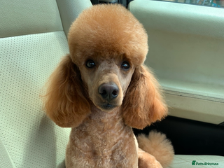 Miniature Poodle dogs in Barnstaple - Advert 7