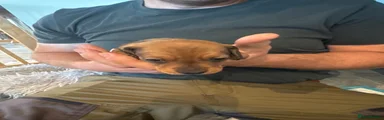Miniature Dachshund 1