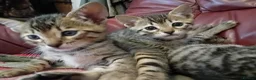 Bengal cats for sale: 4x Girls & 4x Boys – Stunning Bengal cross Kittens - Advert 12