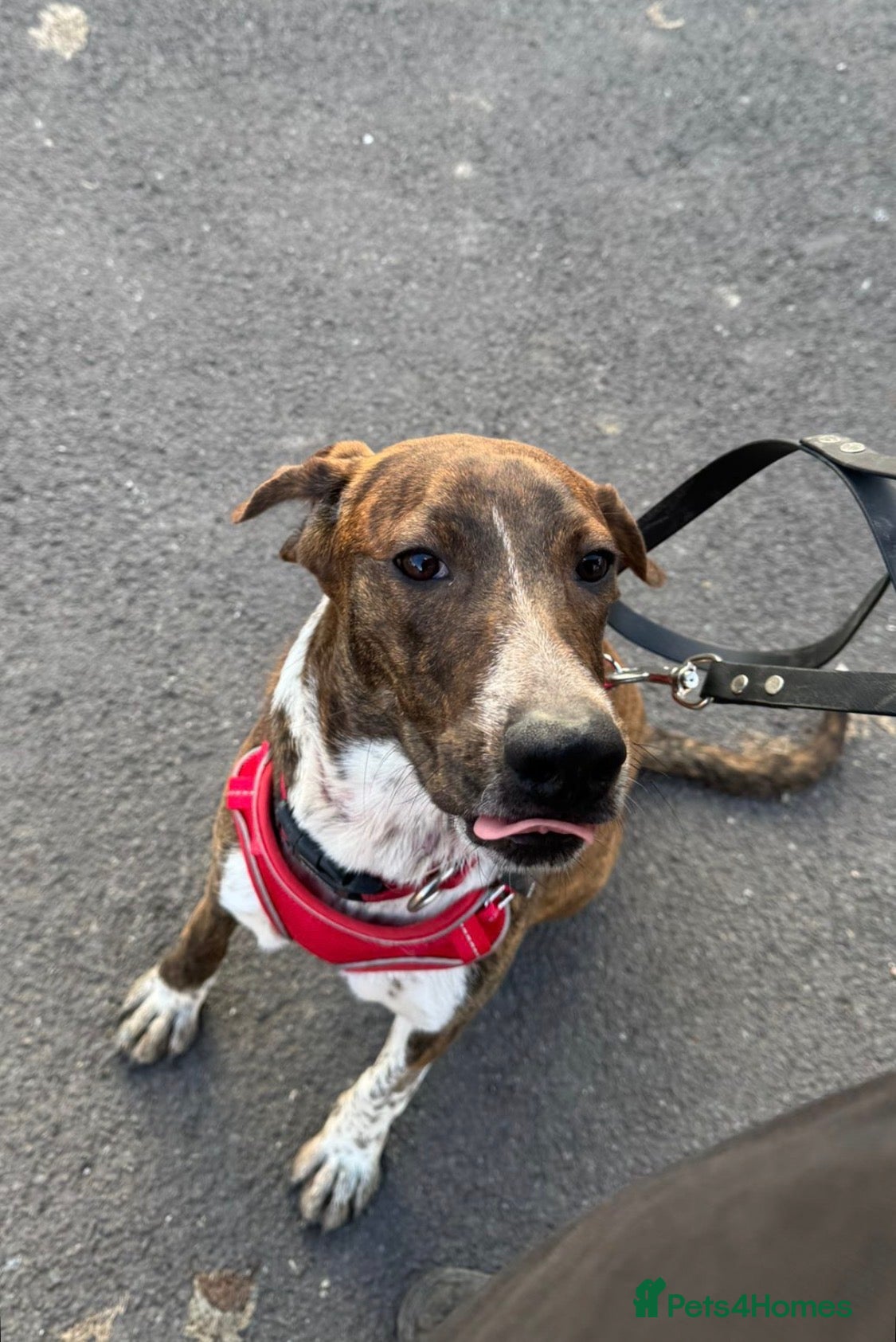 Mixed Breed dogs Billy is ready for his forever  - Advert 8