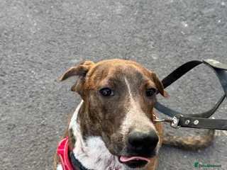 Mixed Breed dogs Billy is ready for his forever - Advert 8