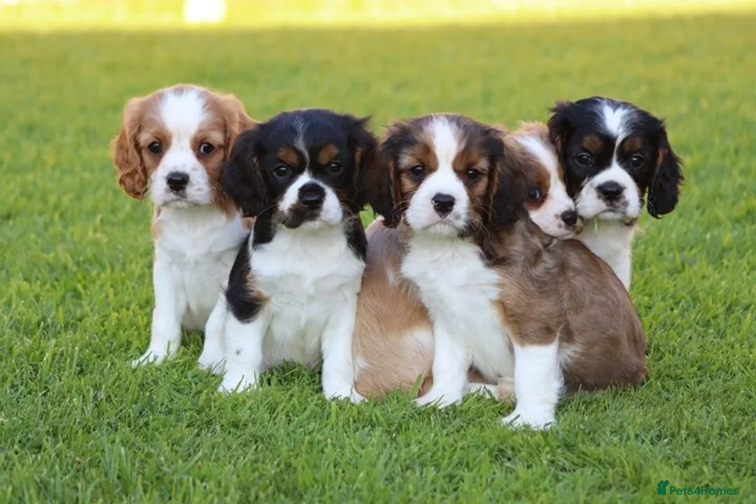 Mixed Breed dogs for sale: Playful Pugalier puppies for sale!  - Advert 1