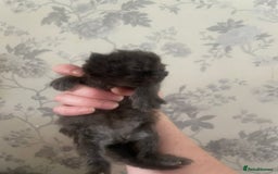 Persian cats for sale: Gorgeous Black Persian Kittens – GCCF Registered  - Image 9