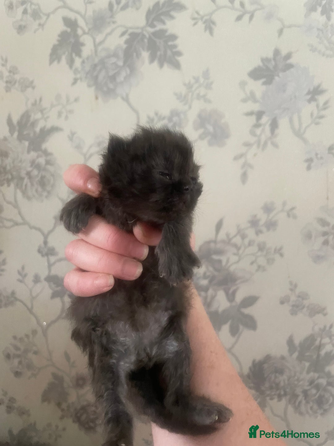 Persian cats for sale: Gorgeous Black Persian Kittens – GCCF Registered  - Image 9