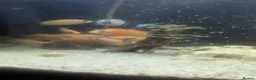 Cichlids fish for sale: African Cichlids Young for sale  in Liverpool - Advert 6
