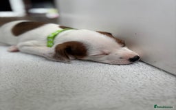 Jack Russell dogs for sale: Quality Jack Russell Puppies - Image 4