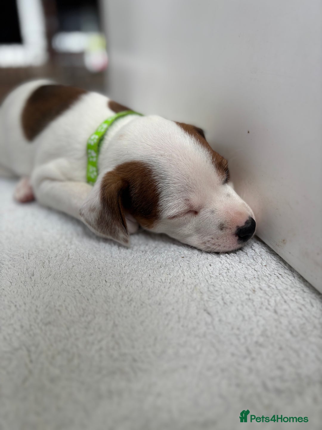 Jack Russell dogs for sale: Quality Jack Russell Puppies - Image 4