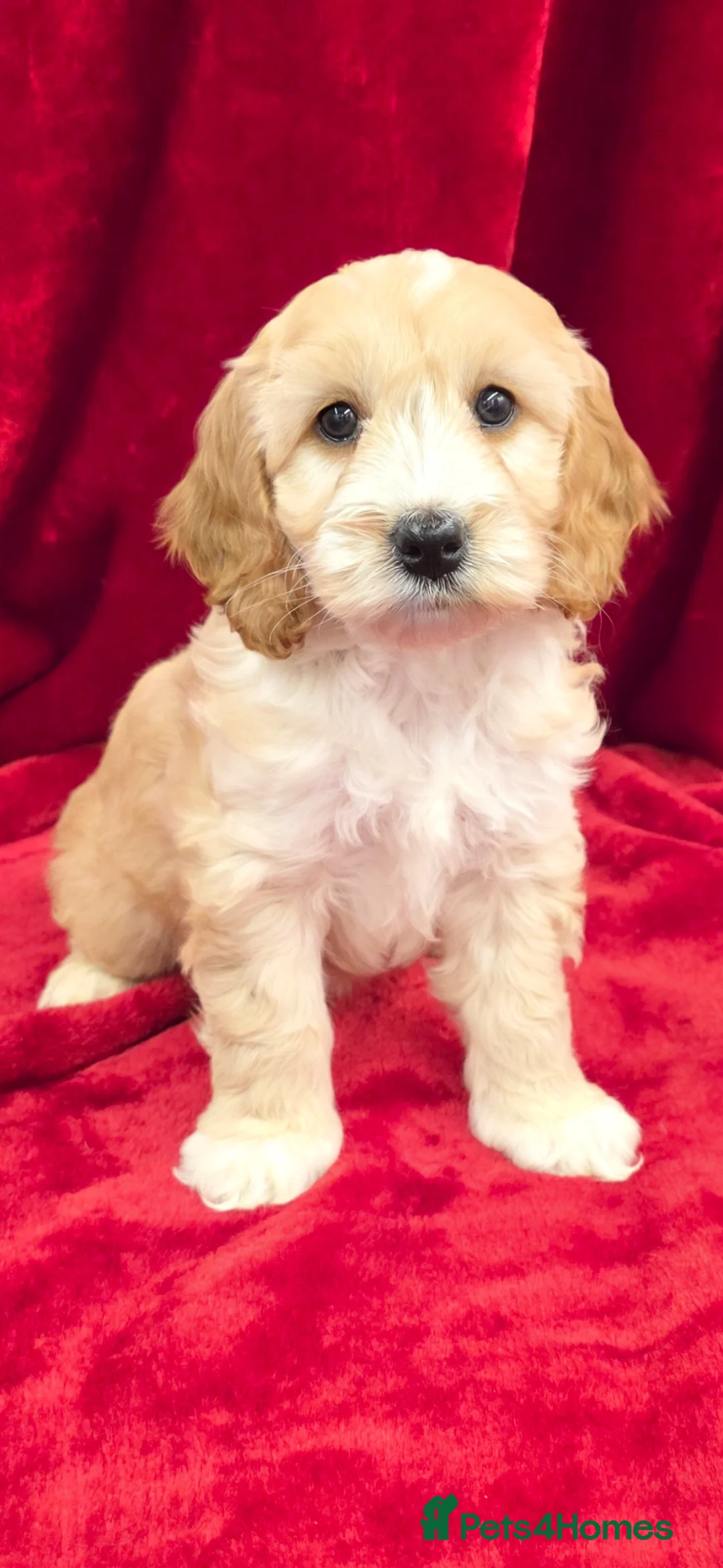 Cockapoo dogs for sale: Stunning F1 Cockapoo puppys  - Advert 7
