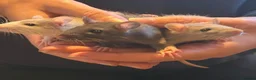 Rat rodents for sale: Pet rats in Leigh-on-Sea - Advert 4