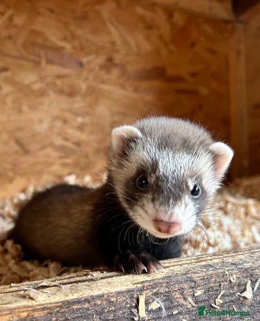 Ferret rodents - Advert 17