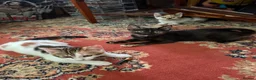 Mixed Breed cats for sale: 4 Beautiful Kittens in Erith - Advert 21