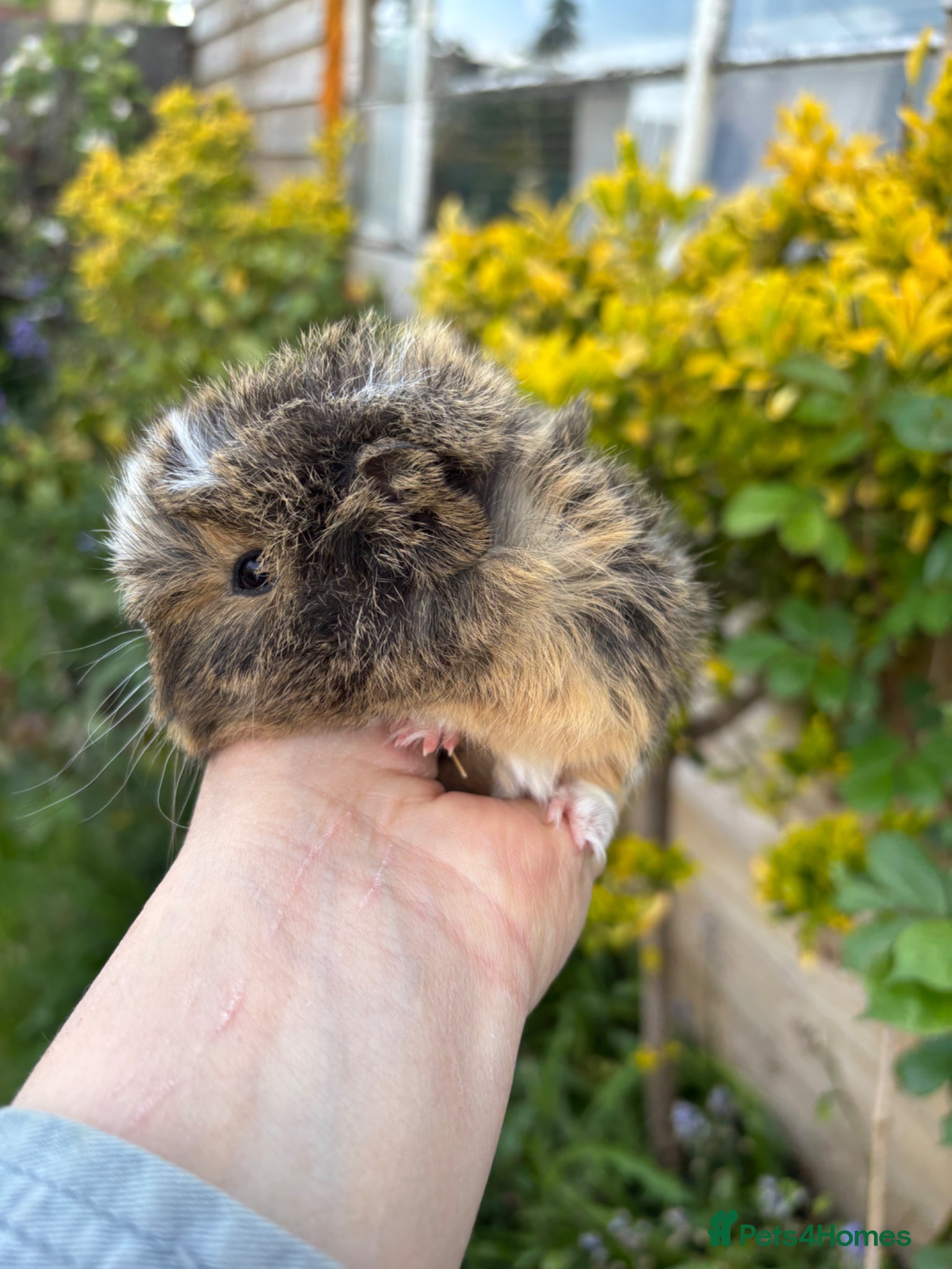 Guinea Pig rodents Gorgeous baby Guinea pigs - Advert 20