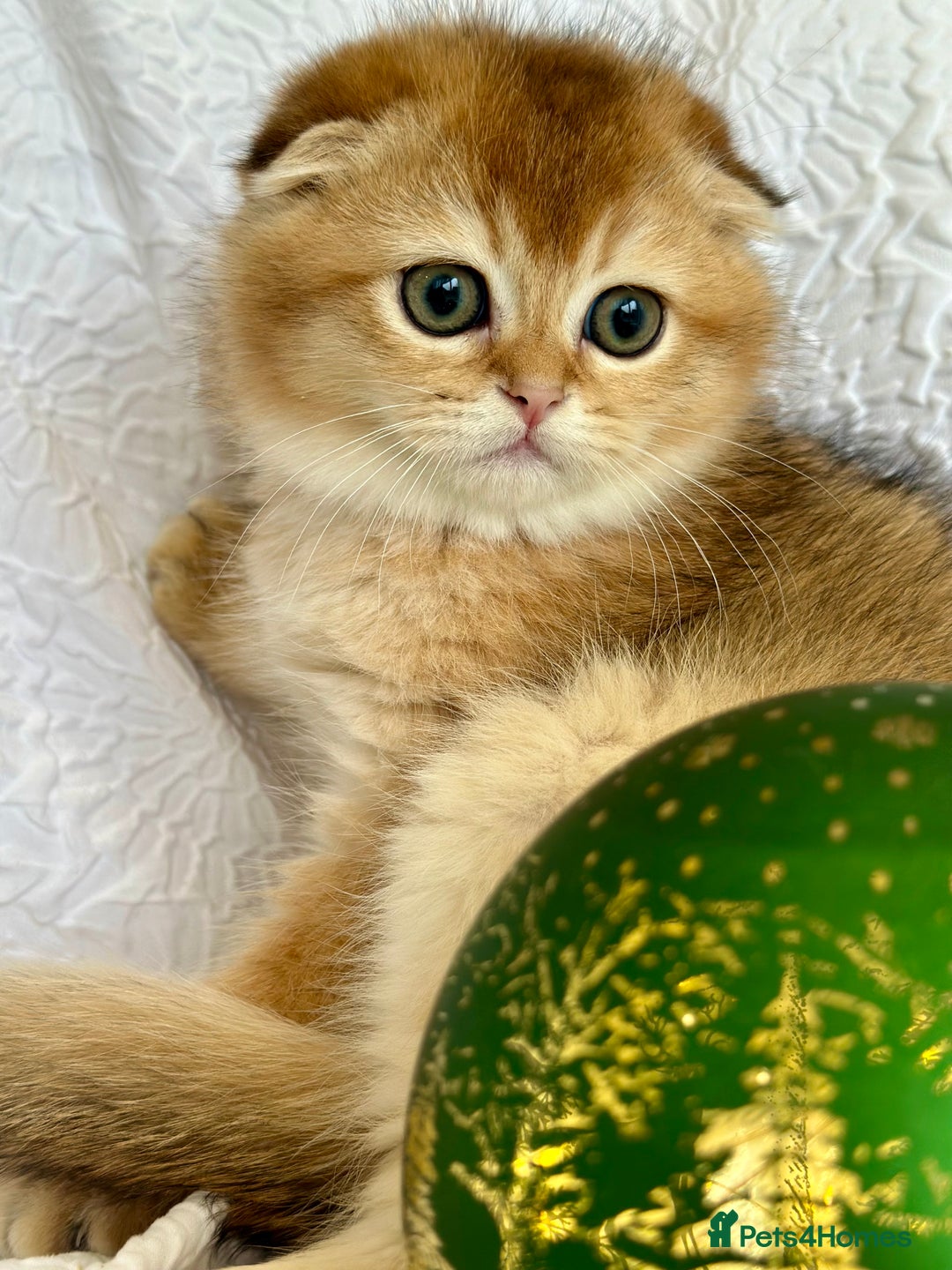 Scottish Fold cats for sale: 🌟Beautiful Scotish Fold/Straight Baby’s 🌟 - Advert 7
