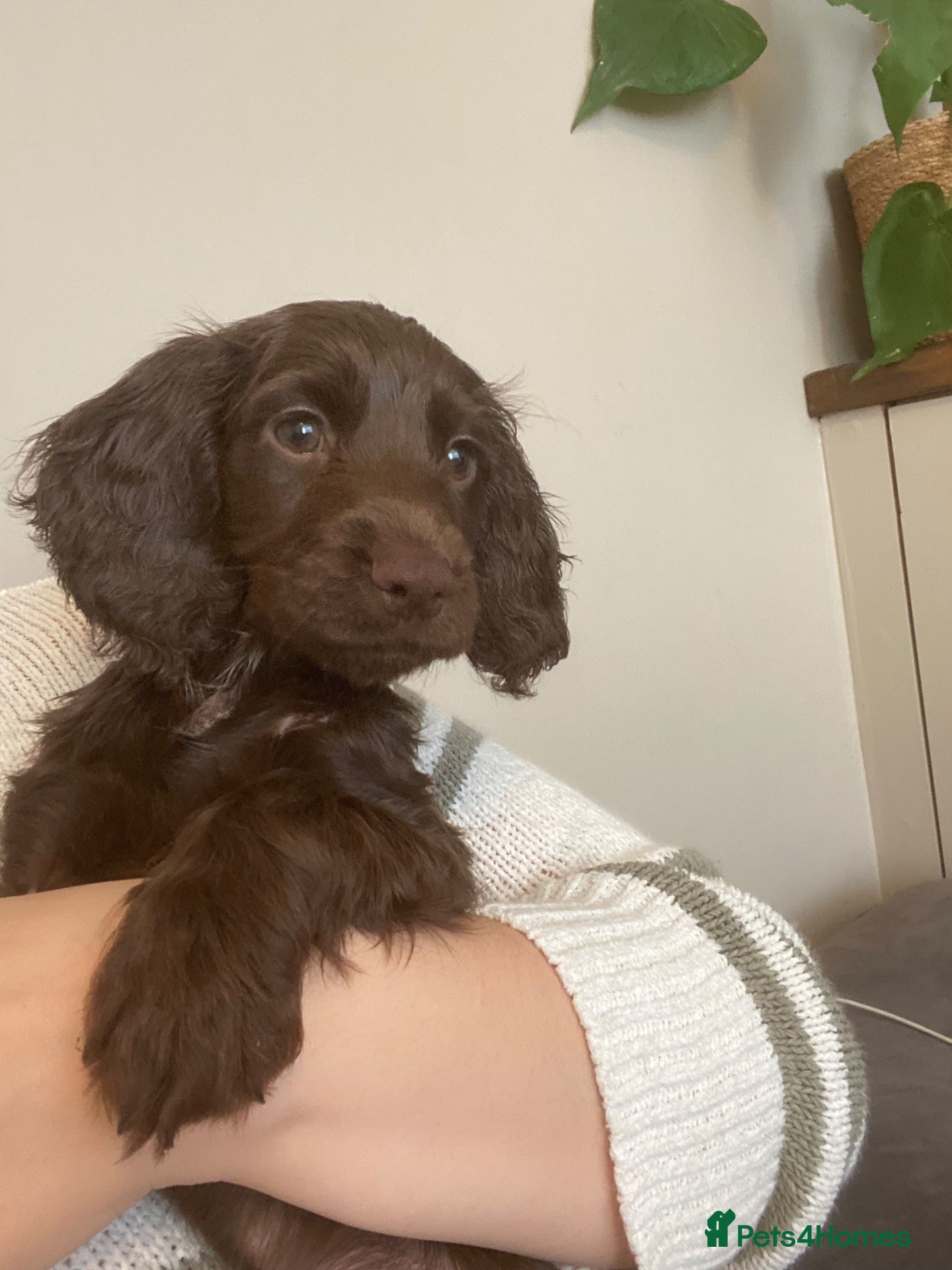 Cocker Spaniel dogs Working cocker spaniel puppies Ready Now - Advert 8