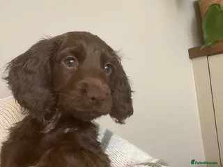 Cocker Spaniel dogs Working cocker spaniel puppies Ready Now - Advert 8